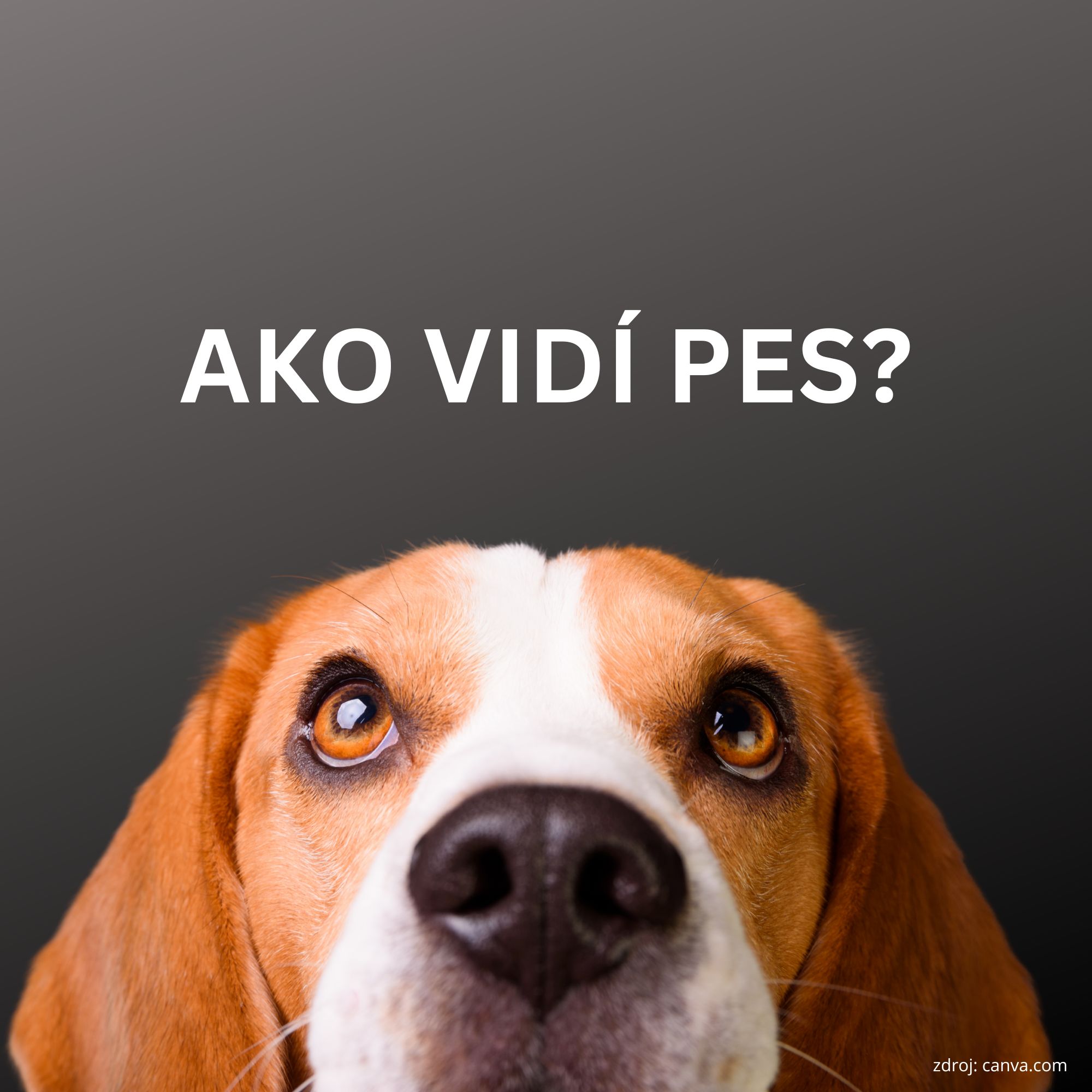 ako vidi pes